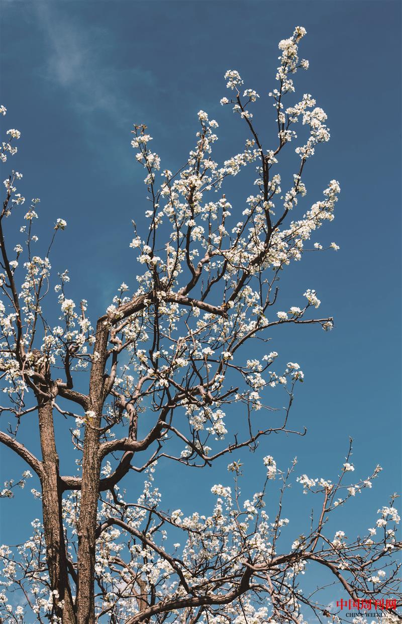 金川春風(fēng)梨花醉.jpg