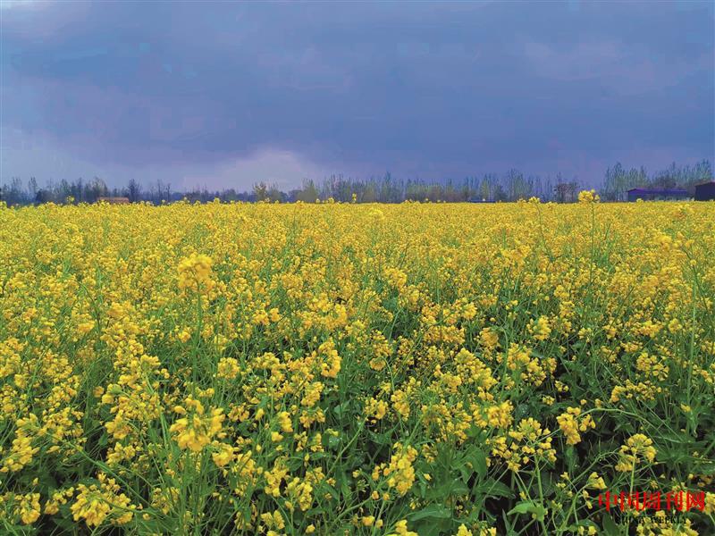 小界鄉(xiāng)王村塬上油菜花開  梅淑娥 攝影.jpg